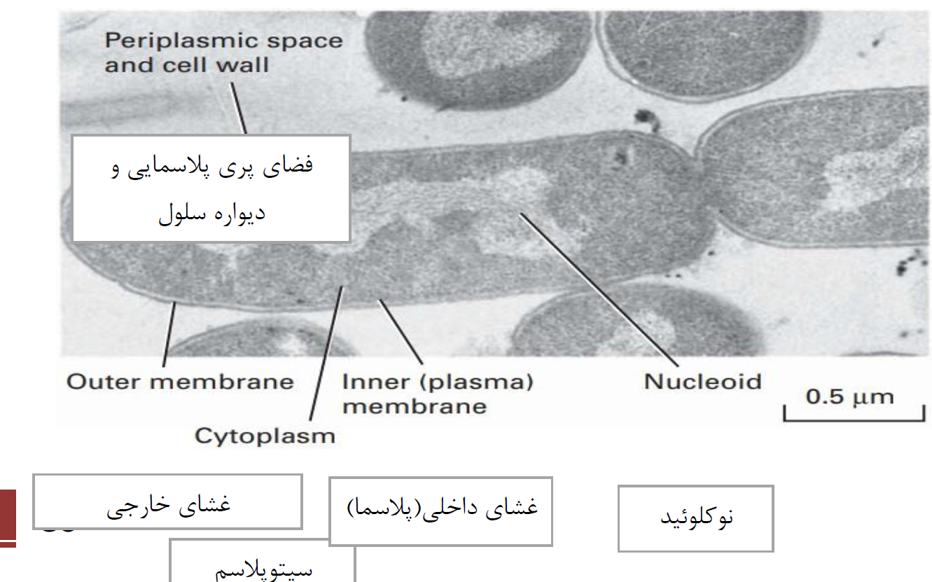 دانلود کتاب زیست شناسی سلولی مولکولی لودیش هر دو جلد فارسی